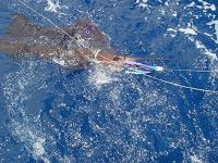 Intrepid Sportfishing Intrepid Sportfishing