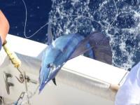 Hawaii fishing Hawaii fishing